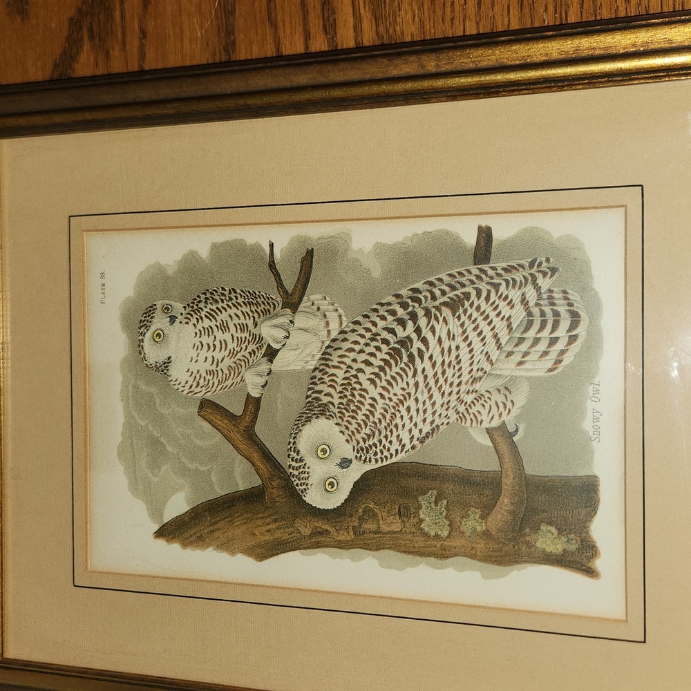 Original hand colored 1890 Snowy Owl Print Plate #88 Framed